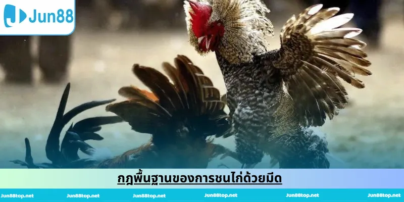 กฎพื้นฐานของการชนไก่ด้วยมีด